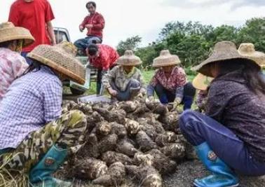 芋頭什么時候收獲  芋頭每年什么時候收獲