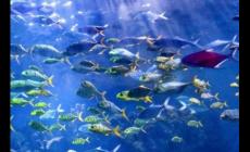 武漢極地海洋世界門票多錢？