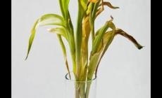 郁金香葉子黃了怎么辦？解決方法是什么？