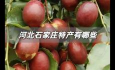 河北石家莊特產(chǎn)有哪些土特產(chǎn)，石家莊的特產(chǎn)有哪些土特產(chǎn)？